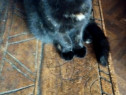 Fetita Scottish fold black cauta OM