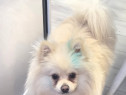 Pomeranian mascul alb crem