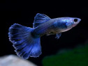 Guppy blue moscow - direct din crescatoria proprie