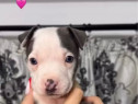 Pui Amstaff, rasa pura