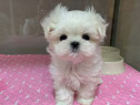Bichon maltez mini toy