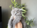 British shorthair puiuți