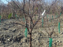 Pomi fructiferi la balot varsta 3-4 ani