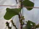 Semințe spanac Malabar mov
