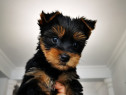 Pui Yorkshire Terrier Toy
