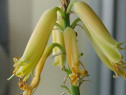 Plante aloe vera (Aloe Barbadensis )