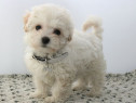 Maltipoo disponibili imediat! Asigur transport în țară