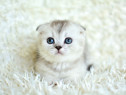 Scottish Fold Silver Tabby Whiskas