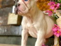 Bulldog francez alb &blue