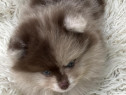 Pui spitz pomeranian diverse culori