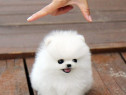 Pomeranian mini boo