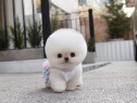 Pomeranian miniatura boo