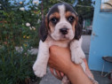 Căței Beagle tricolori