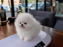 Pomeranian miniatura boo