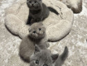 British shorthair pui