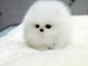 Pomeranian mini boo