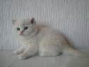 British shorthair crem superbi