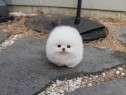 Pomeranian boo mini