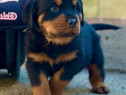 Pui de Rottweiler original