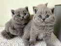 Tortie British Shorthair