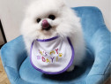 Pomeranian Bear Face Mini Toy