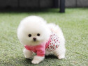 Pomeranian Teeacup Boo Ursulet