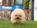 Pomeranian boo asigur Transport