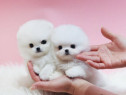 Pomeranian mini boo teeacup cadoul perfect