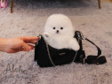 Pomeranian Mini Boo teeacup ursulet