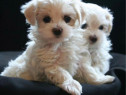 Bichon maltez alb mini toy