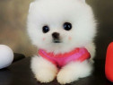 Pomeranian Ursuleț Mini Boo