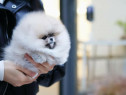 Pomeranian puppyas Miniaturali Poze reale