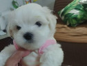 Bichon maltez mini toy alb