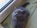 British shorthair blue băieței și fetițe