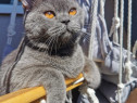 Motan din parinti British Shorthair - doar Bucuresti