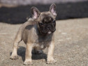 Femele şi masculi bulldog francez