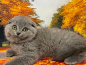 Scottish fold blue