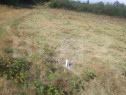 Teren extravilan 1300 mp, C&acirc;rțișoara- Malcuța