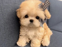 Maltipoo Mini Toy