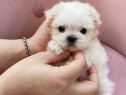 Bichon mini toy frumoși