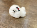 Pomeranian mini talie mică ~Cadoul ideal ~
