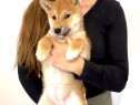 Fetita Shiba Inu