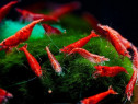 Red Cherry Shrimp - Neocardinia davidi - direct din crescatorie
