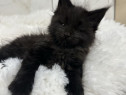 Maine coon Fetita / băiețel