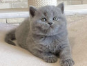 British shorthair pui superbi