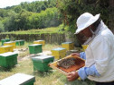 Miere de albine diverse sortimente