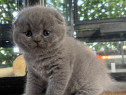 Scottish Fold lilac și blue