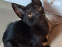 Adoptie pui de pisica neagra