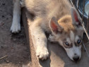 Husky siberian 2 baieti