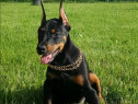 Pui doberman deosebit